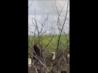 free удар двумя дронами камикадзе герань по позиции украинской рлс 36д6 к сожалению оба дрона не попали в цель однако hd