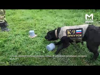 free молодые из известного в иркутске питомника к9 планируют отправить в зону сво чтобы они искали лепестки растяжки и hd