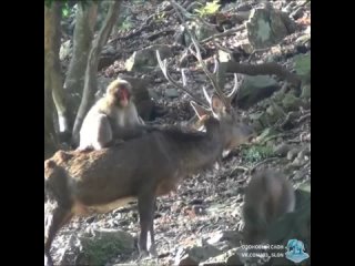free молодые японские макаки шалят с оленями hd