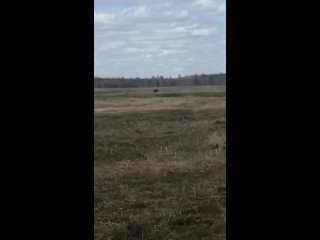 free представьте себе красивое зрелище брачный танец черных журавлей эти удивительные существа были запечатлены на видео hd