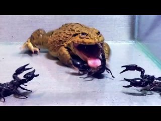 free лягушка бык пожирает всё что помещается в её рот hd