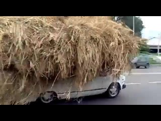free серия умом россию не понять перевозка сена в новокузнецке hd