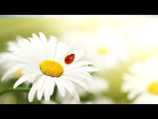 free почтение к богу проповедь от 08 02 2015 пастор наталья очередниченко hd