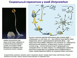 free марков а в эволюционные корни добра и зла бактерии муравьи человек 2010 hd