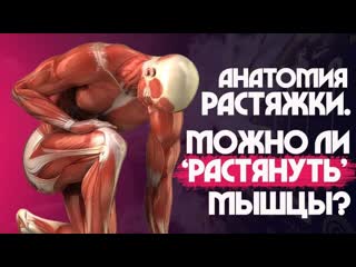 free sls алкоголь влияет на гибкость растяжка и стретчинг мышцы сухожилия и связки hd
