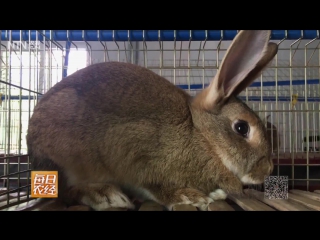 free заяц китайский горный шаннье чжи ту или йе чжи ту лат lepus sinensis разведение молодые в условиях фермы и получен hd