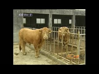 free крупный рогатый скот ся нань первая мясная порода крупного рогатого скота hd