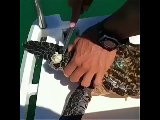 free жестокая реальность аморальный грязный юмор hd