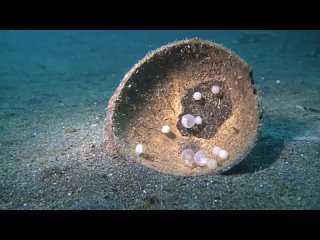 free страшные морские хищники кормушка уникальное фото видео приколы гифки hd