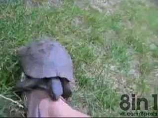 free черепаха во время сношения издаёт человеческие звуки и стоны horny turtle makes human sounds and noises during hd