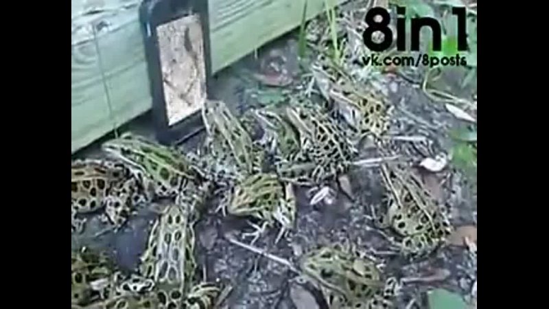 free куча лягушек собирается у смартфона с видео с дождевым червём frogs watching video with rain worms on a smartphone hd