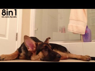 free молодые немецкая овчарка поёт вместе со своим хозяином в душе german shepherd dog sings with his owner hd