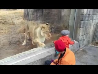 free львица за стеклом в зоопарке очень хочет попасть к мальчику lion tries to eat baby through the glass at the porn hd