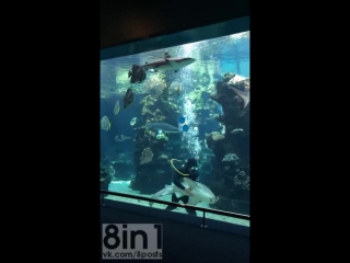 free леопардовой акуле в океанариуме очень понравится водолаз in an aquarium a leopard shark takes a liking to a diver hd