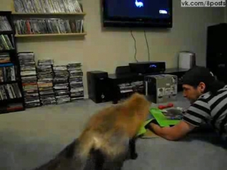 free домашняя лисица играет со спрятанной рукой хозяина под коробкой loki the red fox pouncing on a box hd