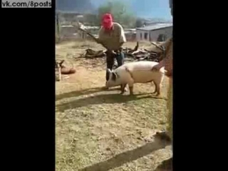 free мужик пытается убить топором свинью но вырубает им себя guy nearly kos himself trying to porn a pig hd