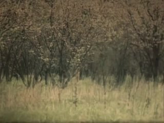 free голая людмила ефименко терзиева лесная песня маа 1981 hd