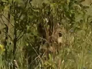 free лесбийское молодые по русски наказала сучку на природе hd