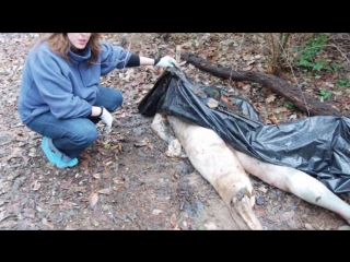 free ферма мертвых реальная история the dead body farm интересные факты hd