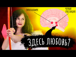 free любовь мозг и отношения как возникают чувства с точки зрения науки hd