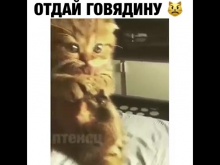 free отдай говядину котенок жжет жесть прикол юмор игры не порно не секс голые ржака видео hd