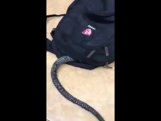 free ужас страшное видео змея заползла в рюкзак детям не смотреть шок супер прикол видео не секс не порно 18 hd