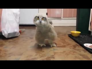 free очень смешная сова прикольное видео супер юмор молодые ржака до слез мега ржач развод приколы ужас шок юмор 18 hd