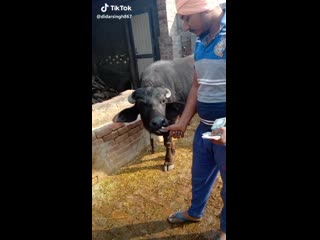 free корова помогает считать деньги лучший прикол года смешное видео ржака до слез мега ржач развод приколы интересное hd