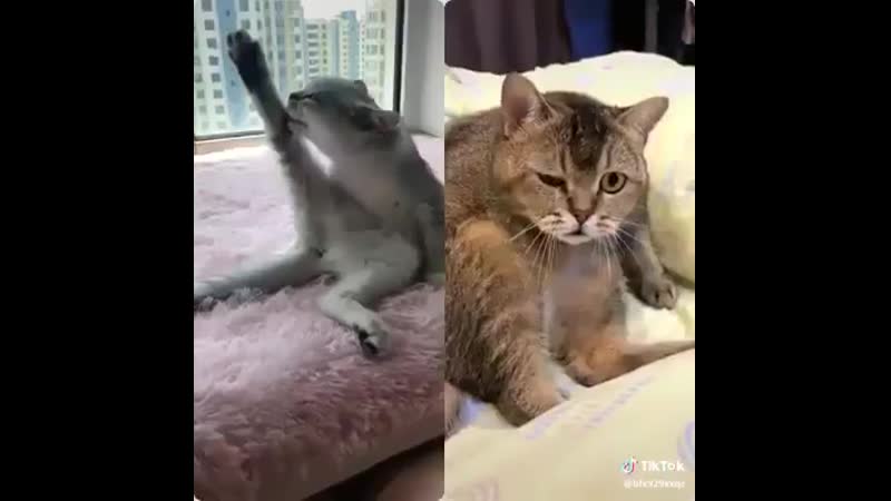 free кот подсматривает за кошкой эротика секс смешное видео лучший прикол года ржака до слез мега ржач развод приколы hd