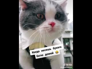 free прикол года когда несешь бухого батю домой кошка кот смешное видео ржака до слез лучший мега ржач развод приколы hd
