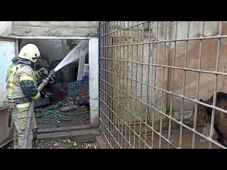 free спасатели вывели из огня в евпаторийском зоопарке двух медведей сообщили в мчс hd