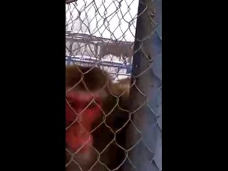 free японский макака яша большой любитель полакомится бананчиками hd
