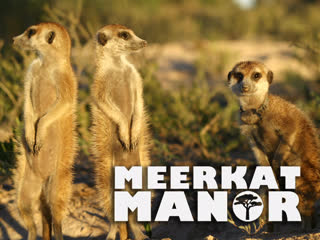 free поместье сурикатов meerkat manor сезон 1 серия 3 некоторые любят погорячее some like it hot hd
