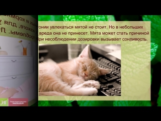 free мята полезные свойства и применение применение мяты для здоровья и красоты hd