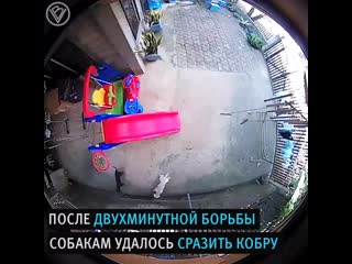 free две молодые спасли спящего маленького ребенка в доме от кобры hd