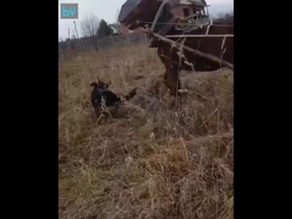free в красноярском крае местный житель заснял как спасал коня от напавших молодые осторожно много мата hd