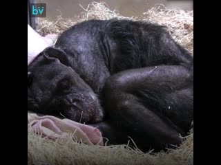 free пожилая самка шимпанзе по кличке мама трогательно прощается со старым другом до слез hd