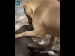 free милота дня одному псу снится страшный сон и второй решается его разбудить hd
