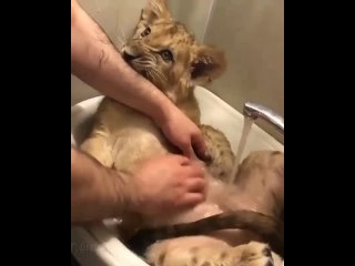 free водные процедуры для маленького царя зверей hd