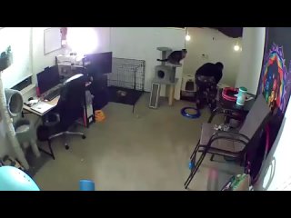 free не для слабонервных камера наблюдения засняла жестокое нападение hd