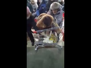 free видео от ансамбль христа спасителя и мать сыра земля hd