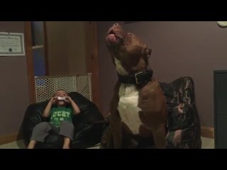 free самый большой питбуль в мире халк весит около 80кг hd