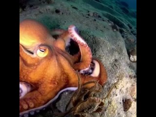 free openai представила новую нейросеть sora которая генерирует видео по текстовому запросу hd