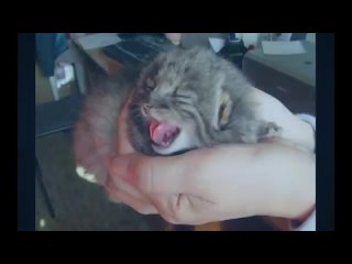 free новорожденные котята оказались сюрпризом для хозяина hd
