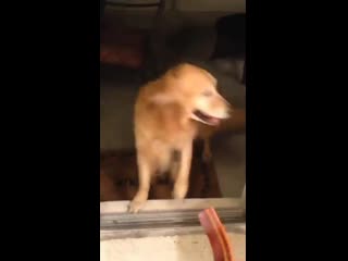 free встреча со стеклянной дверью меняет жизнь на всегда hd