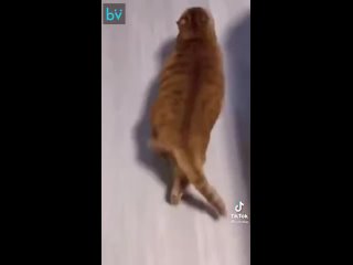 free у меня кость пушистая и вовсе я не толстый hd