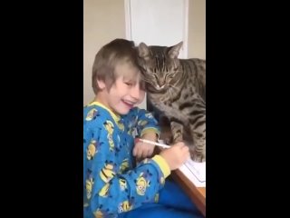 free ласковый котичек пытается помочь сделать другу уроки и просится погладиться hd
