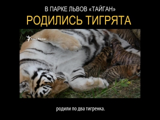 free парк львов тайган пополнился четырьмя амурскими тиграми hd