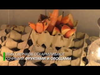 free бокальчик сверчков пожалуйста в датском кафе подают коктейль из насекомых hd