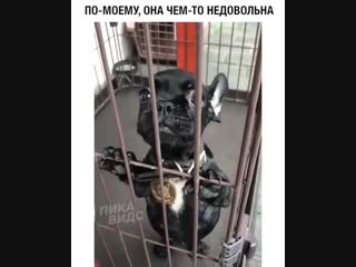 free по моему она чем то недовольна hd